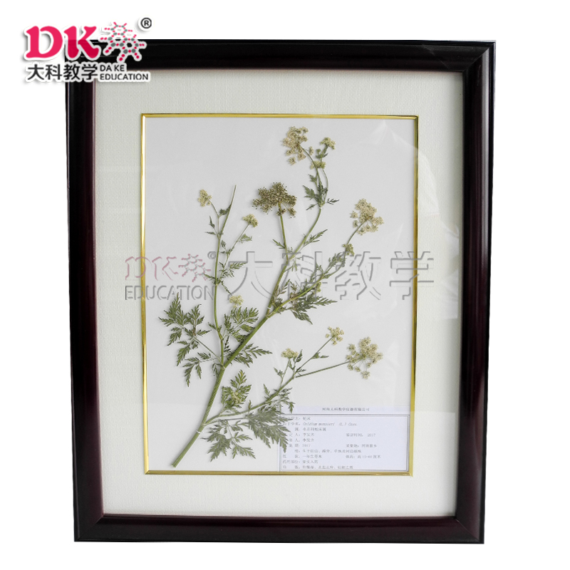 植物標（biāo）本係列