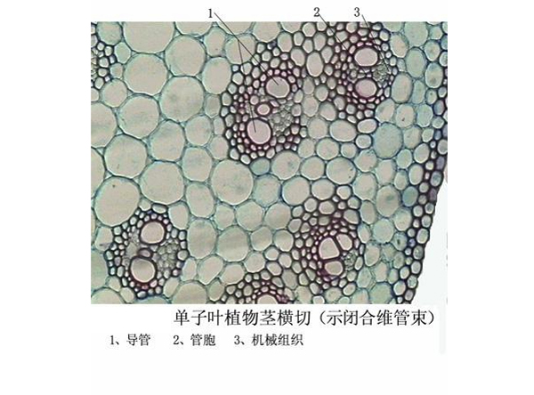 單子（zǐ）葉植物莖橫切