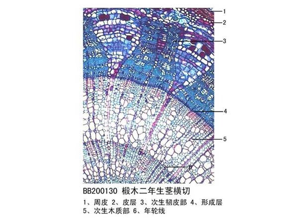 椴木二年生莖（jīng）橫切