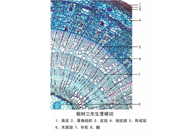 椴（duàn）樹三年生莖橫切