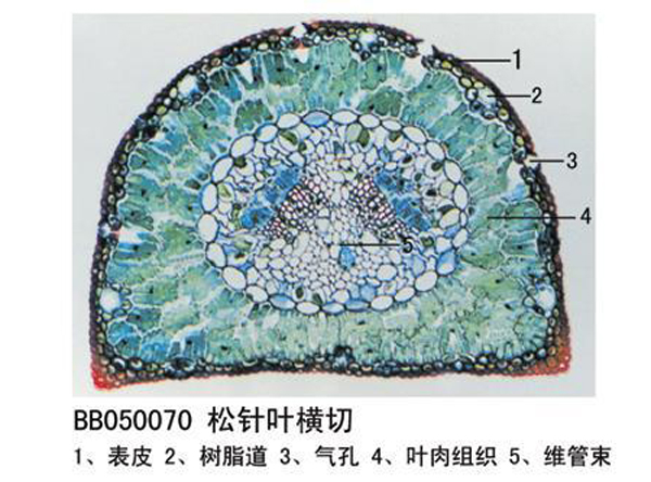 鬆針葉橫（héng）切