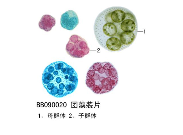 團藻裝片