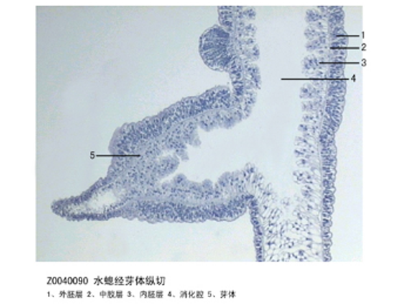 水螅（xī）經芽體縱切