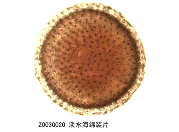 淡水海綿裝（zhuāng）片
