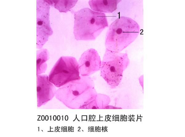 人口腔上皮細胞裝（zhuāng）片