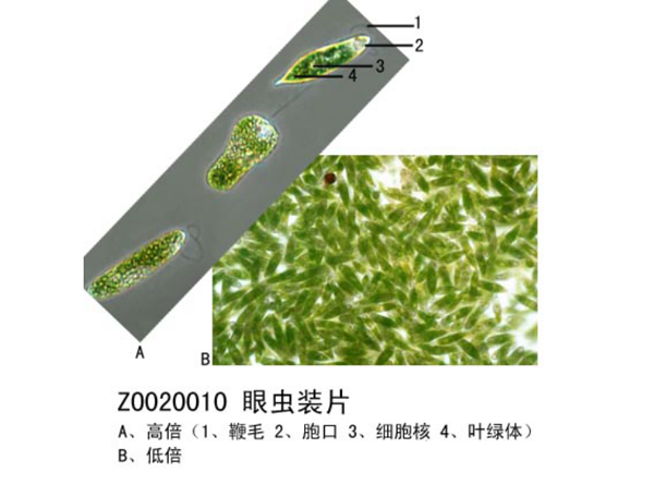 生物玻片標本采用非切（qiē）片法的（de）幾（jǐ）種類型