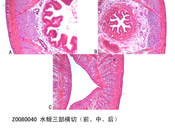 水蛭三（sān）部橫切（qiē）（前、中、後（hòu））