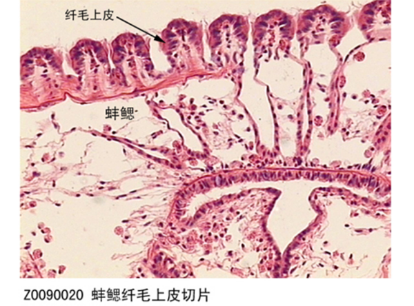 蚌鰓纖毛上皮（pí）切片