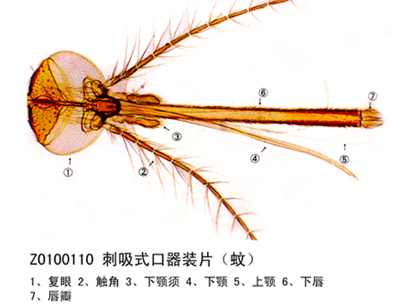 刺（cì）吸式口器裝片（蚊）