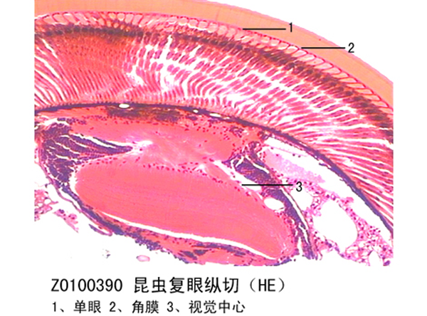 昆蟲複眼（yǎn）縱切（qiē）
