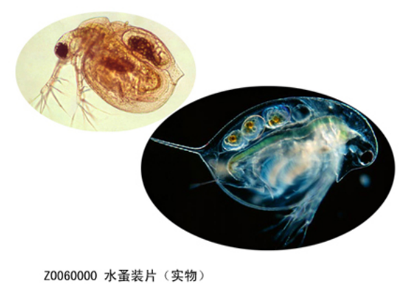 水蚤裝片（piàn）（實物）