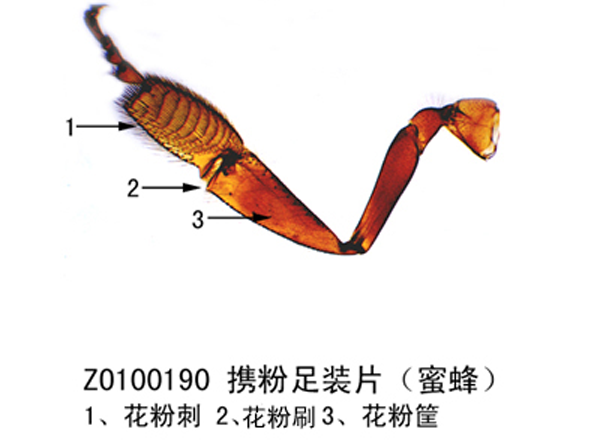 攜（xié）粉足裝片（蜜蜂）