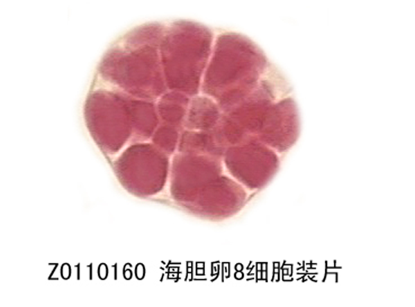 海膽卵8細胞裝（zhuāng）片