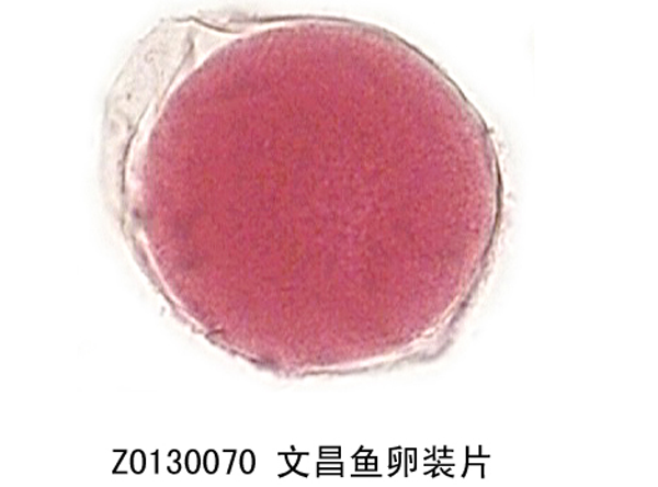 文昌魚卵裝片
