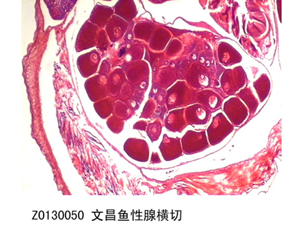 文昌魚（yú）腺橫切