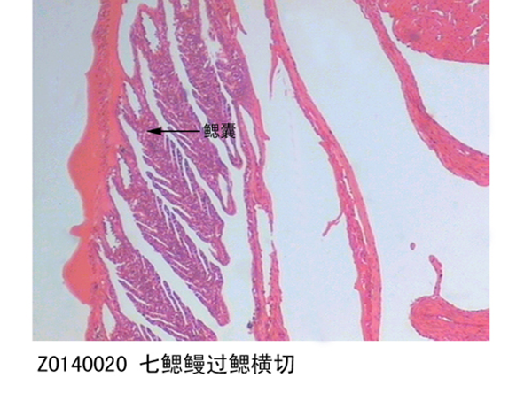 七鰓鰻過鰓橫（héng）切（qiē）