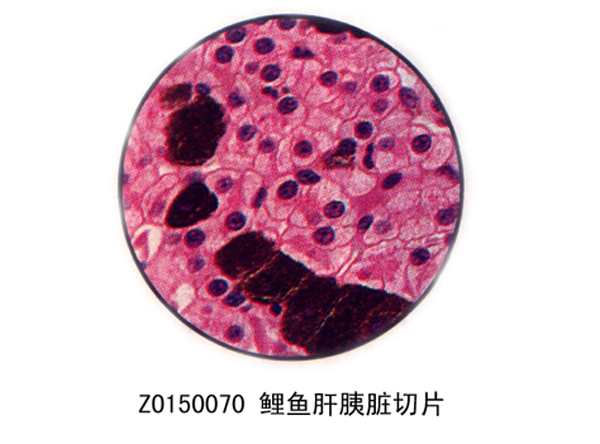 鯉魚肝（gān）胰髒切片