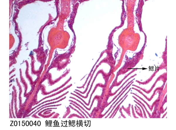 鯉魚過鰓（sāi）橫切