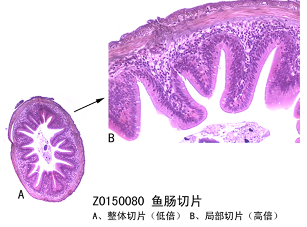魚（yú）腸切片