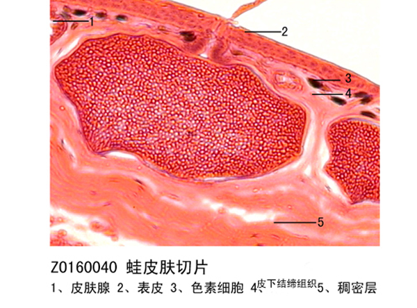 蛙（wā）皮膚切片