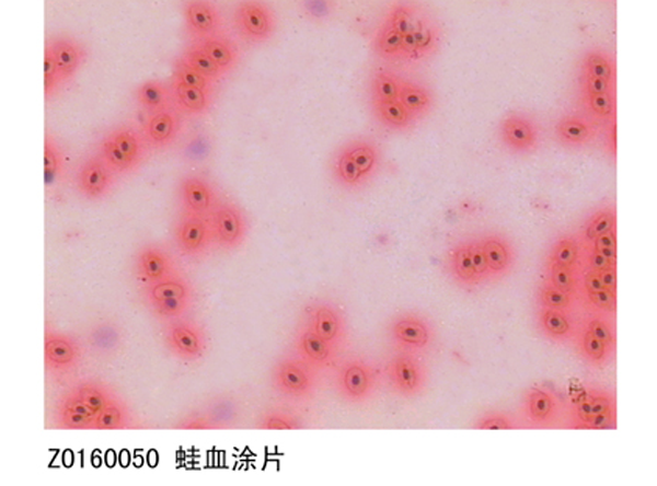 蛙血塗片（piàn）