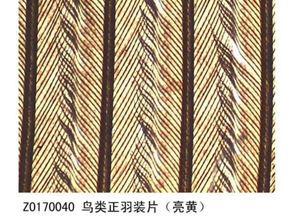 鳥類正羽裝片（piàn）（亮黃）