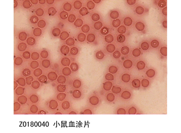 小鼠血塗片