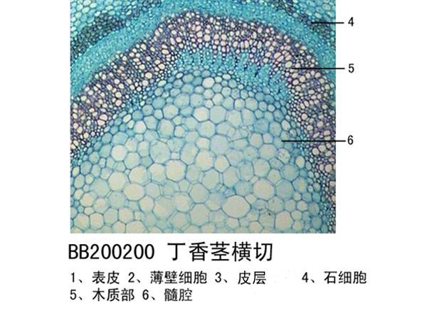 丁香莖橫切