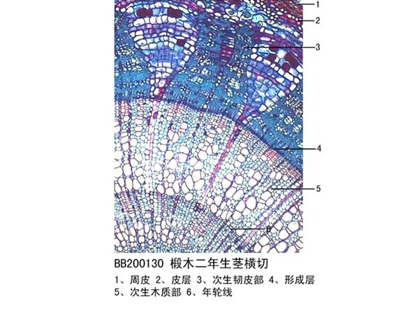 椴木（mù）二年生莖橫切