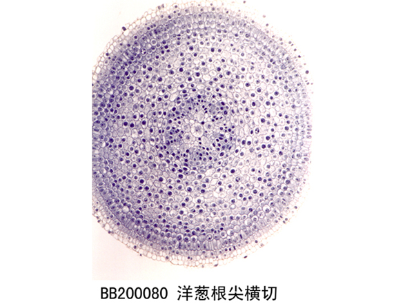 洋蔥根（gēn）尖橫切