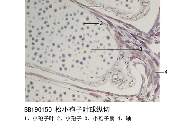 鬆小袍子葉球縱切