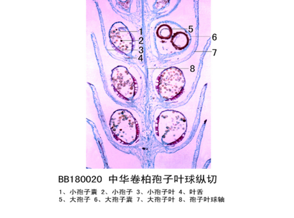 中原卷柏（bǎi）孢子葉（yè）球縱切