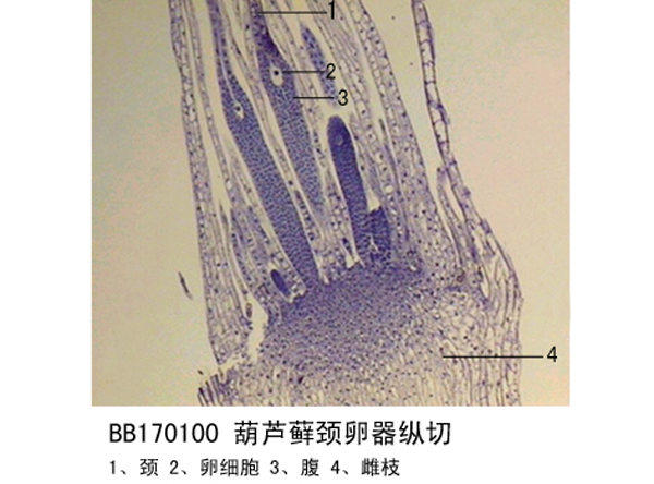 葫蘆蘚頸卵器縱（zòng）切