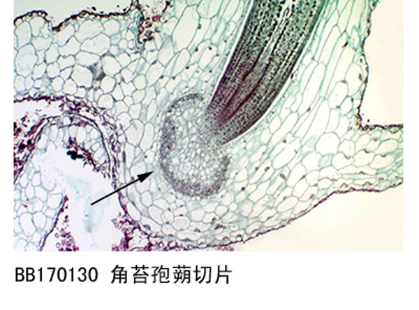 角苔孢切片