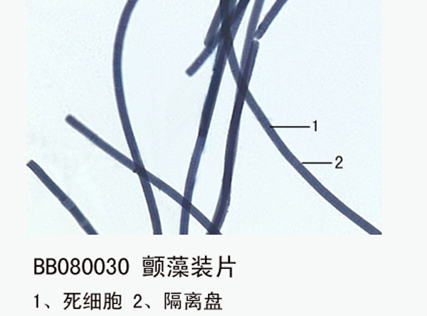 顫藻裝片