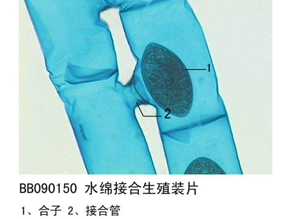 水綿接合生殖（zhí）裝（zhuāng）片