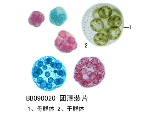團藻裝片（piàn）
