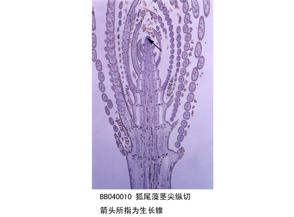 狐尾（wěi）藻莖尖縱（zòng）切