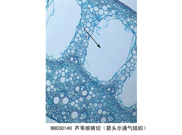 蘆（lú）葦根橫切（箭頭示（shì）通氣組（zǔ）織)