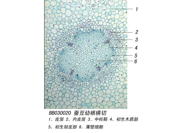 香豆幼（yòu）根橫切（qiē）