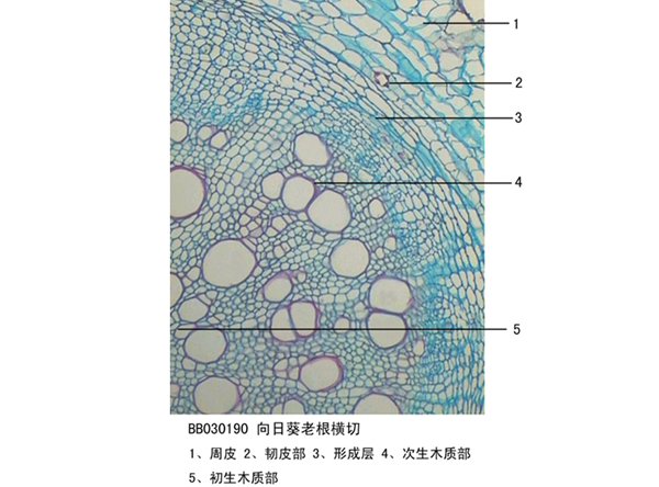 向日葵（kuí）老根橫切