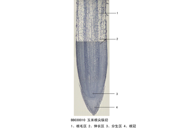 玉米（mǐ）根尖縱切