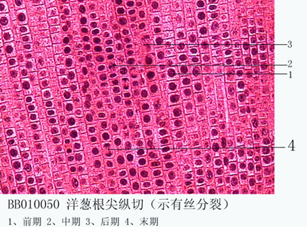 洋忽根尖（jiān）縱切（示介絲分裂)