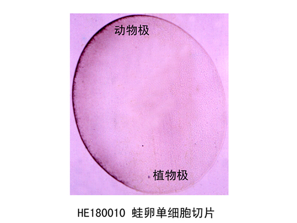 胚胎學（xué）部（bù）分