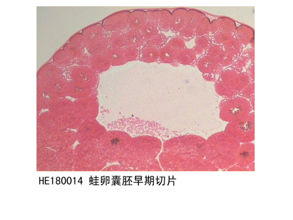 胚胎學部分