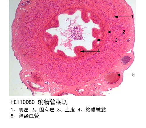 生殖係統