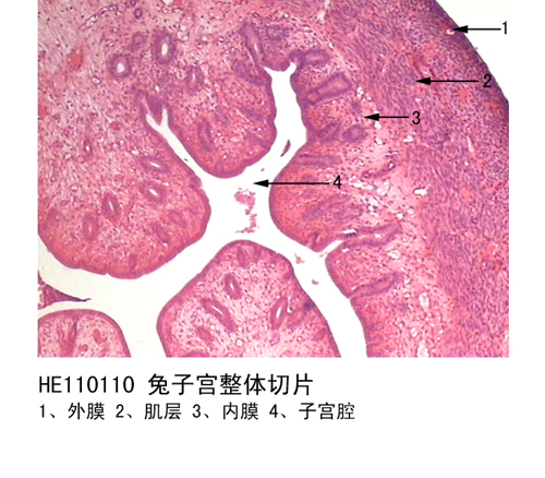生殖係統