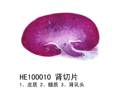 泌尿係統