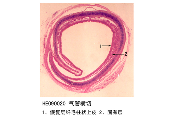 呼（hū）吸係統