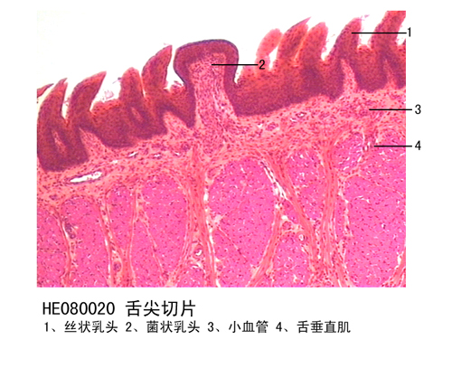 消化係統（tǒng）